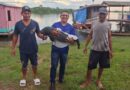 Parintins fortalece preservação da fauna com resgate de filhote de peixe-boi