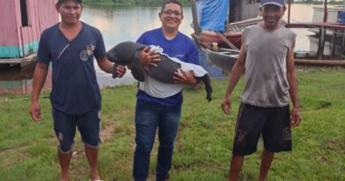 Parintins fortalece preservação da fauna com resgate de filhote de peixe-boi