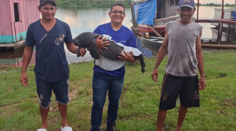 Parintins fortalece preservação da fauna com resgate de filhote de peixe-boi