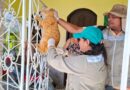 Vila Amazônia recebe Campanha de Vacinação Antirrábica entre os dias 25 e 28