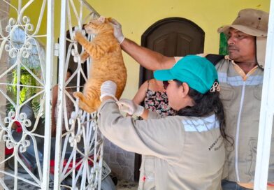 Vila Amazônia recebe Campanha de Vacinação Antirrábica entre os dias 25 e 28