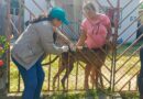 Residencial Parintins receberá campanha de vacinação antirrábica na próxima semana