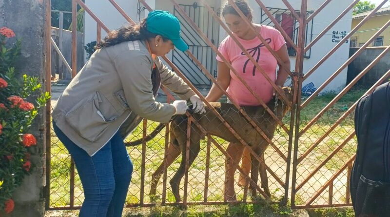 Residencial Parintins receberá campanha de vacinação antirrábica na próxima semana